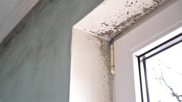 Best Best Mold Removal Companies  in Mount Repose, OH