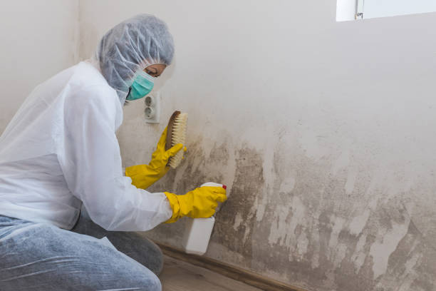 Attic Mold Removal in Mount Repose, OH