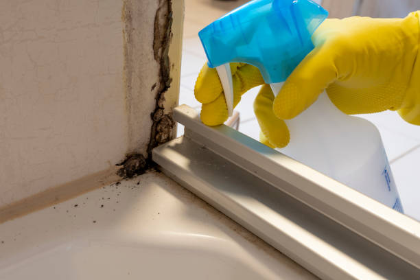 Office Mold Removal Services in Mount Repose, OH