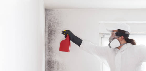 Best Mold Removal Near Me  in Mount Repose, OH
