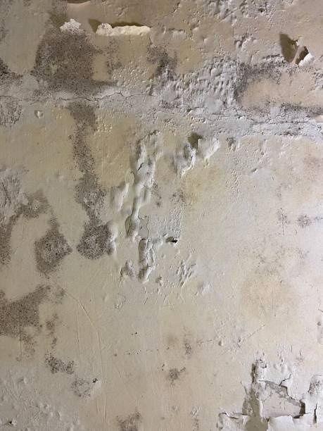 Best Mold Damage Repair  in Mount Repose, OH