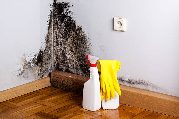 Best Mold Removal Process  in Mount Repose, OH