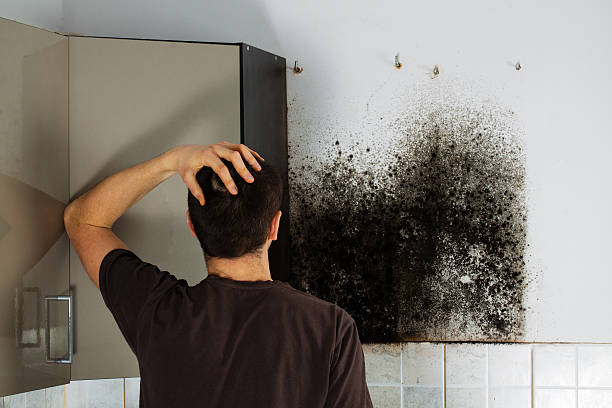 Mold Removal and Inspection in Mount Repose, OH