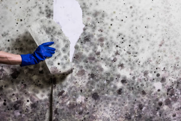 Best Professional Mold Removal  in Mount Repose, OH