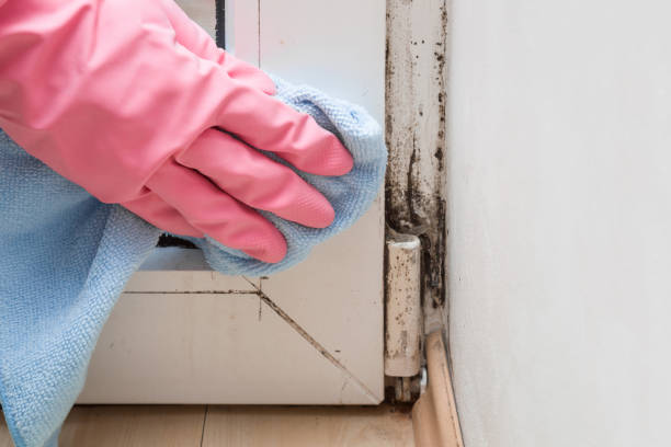 Best Best Mold Removal Companies  in Mount Repose, OH